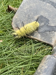 Acronicta americana