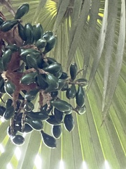 Pritchardia minor