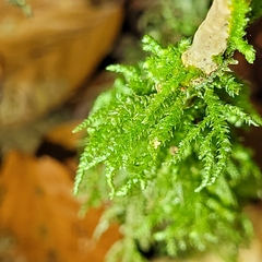 Eurhynchium angustirete