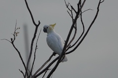 Cacatua sulphurea