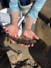 Catostomus catostomus