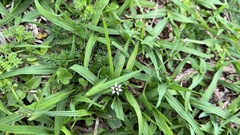 Sisyrinchium micranthum