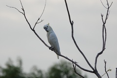 Cacatua sulphurea
