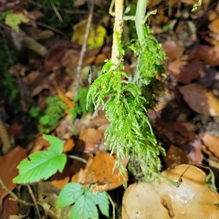 Eurhynchium angustirete