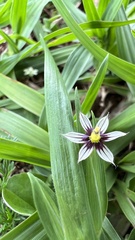 Sisyrinchium micranthum