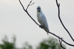 Cacatua sulphurea