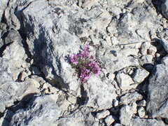 Thymus serpyllum