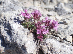 Thymus serpyllum