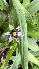 Sisyrinchium micranthum