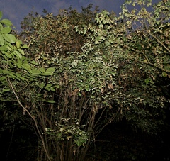 Laburnum × watereri