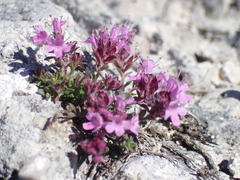 Thymus serpyllum