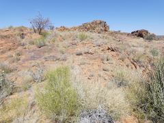 Monechma spartioides