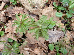 Anemonoides ranunculoides