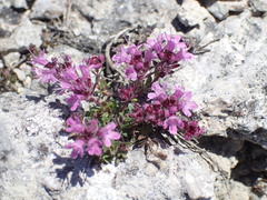 Thymus serpyllum