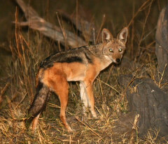 Lupulella mesomelas mesomelas