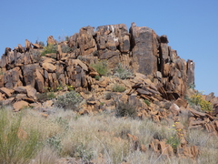 Aristida adscensionis