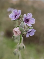 Cynoglossum creticum