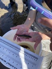 Rhinichthys cataractae