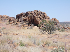 Codon royenii