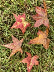 Liquidambar