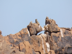 Procavia capensis capensis