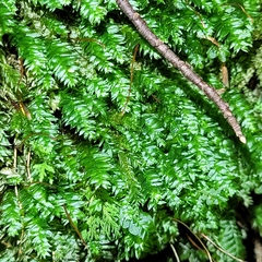 Plagiothecium nemorale