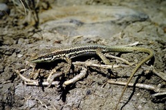 Phoenicolacerta troodica