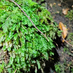 Plagiothecium nemorale