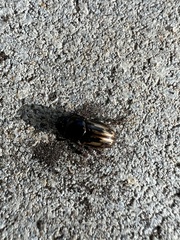 Chilothorax distinctus