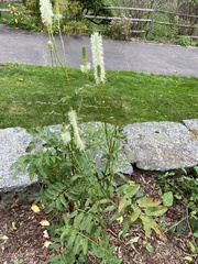 Sanguisorba canadensis