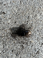 Chilothorax distinctus