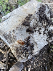Dysdera crocata