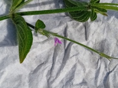 Dicliptera peduncularis