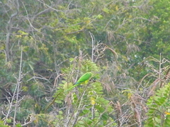 Eupsittula aurea