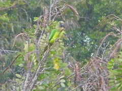 Eupsittula aurea
