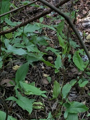 Syngonium podophyllum