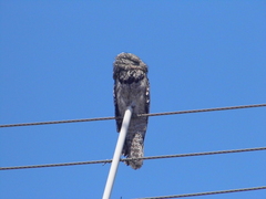 Nyctibius griseus