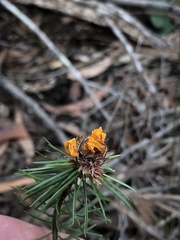 Pultenaea stipularis