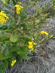 Senecio subcanescens