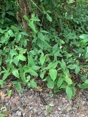 Syngonium podophyllum