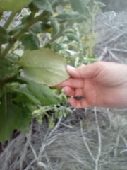 Senecio subcanescens