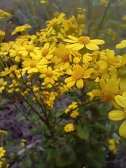 Senecio subcanescens