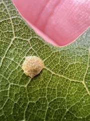 Polystepha globosa