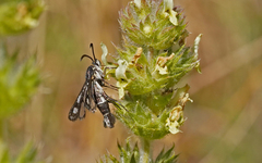 Pyropteron affinis