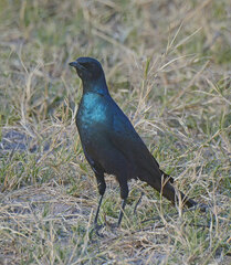 Lamprotornis australis