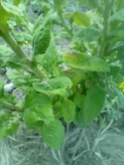 Senecio subcanescens
