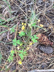 Oxalis pes-caprae pes-caprae