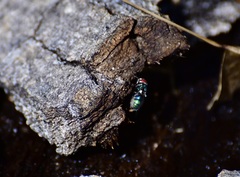 Chrysomya rufifacies