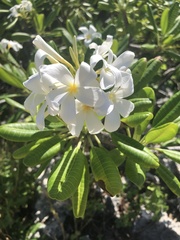 Plumeria obtusa