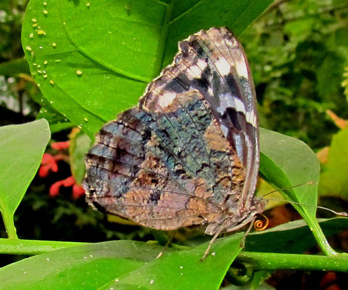 Mexican Bluewing
